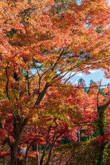 日本の秋の風景