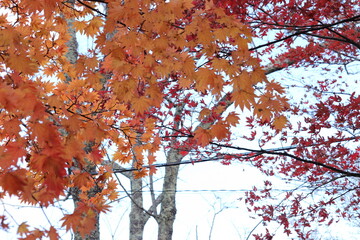 山中湖の紅葉風景