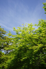 常寂光寺の新緑の風景