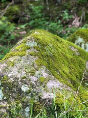 moss on stone