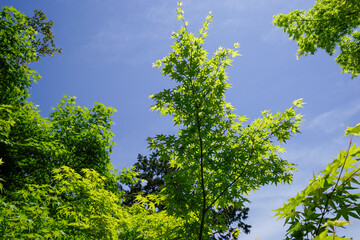 Fototapeta premium 常寂光寺の新緑の風景