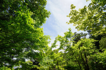 Fototapeta na wymiar 常寂光寺の新緑の風景