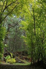 Naklejka premium Bosque Sierra Negra