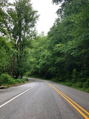 Obraz premium road in the woods