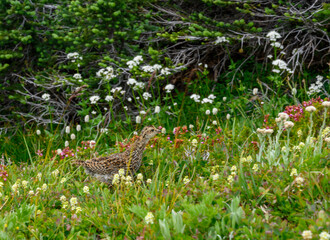 Baby Grouse In the Under Brush