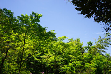 Obraz premium 常寂光寺の新緑の風景