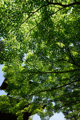 Fototapeta premium 初夏を迎えた常寂光寺の境内風景