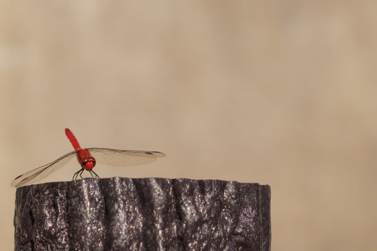 赤とんぼ 画像 参照 7 700 Stock 写真 ベクターおよびビデオ Adobe Stock