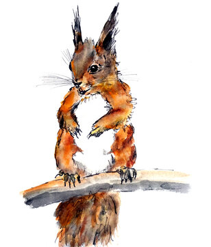 ginger squirrel on a branch, watercolor graphic drawing on a white background