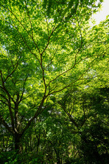 Fototapeta premium 常寂光寺の新緑の風景