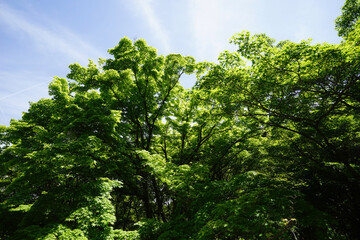 Fototapeta premium 常寂光寺の新緑の風景