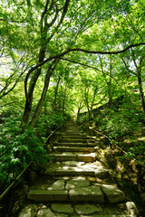 初夏を迎えた常寂光寺の境内風景