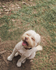 Happy dog at the park
