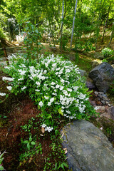 常寂光寺の境内に咲く姫空木の花