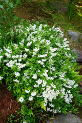 常寂光寺の境内に咲く姫空木の花