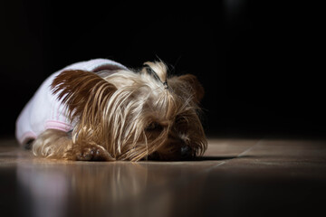 Naklejka na ściany i meble yorkshire terrier lying on the floor