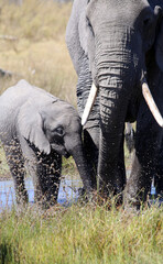 Elephants (Loxodonta africana) - Okavango Delta in Botswana.	
