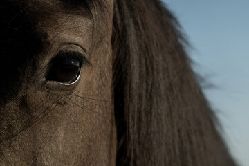Fragment of a horse's muzzle with an image of an eye and mane. Selective focus.