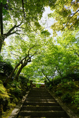 Obraz premium 初夏を迎えた常寂光寺の境内風景