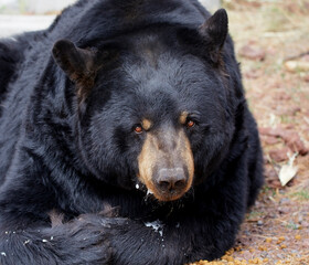 Black bear laying down eating a carrot and kibbles