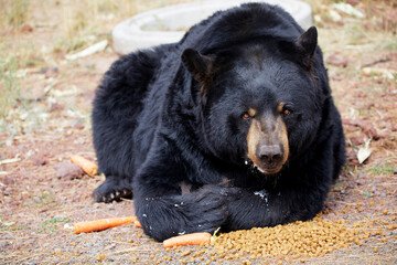 Black bear laying down eating a carrot and kibbles