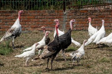 A herd of free-range domestic turkeys. Selective focus.