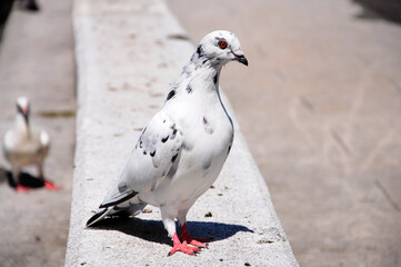 Pigeon standing and heading up.