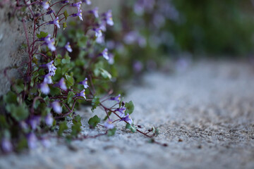 Kenilworth ivy, a species of cymbalaria growing on concrete wall in New South Wales, Australia