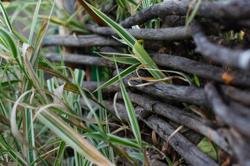 decorative wicker village fence made of long rods, through which the Chlorophytum plant grows
