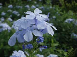 singapore marina bay sands #landscape #scenery #blue #flowers #sky #tourism