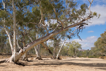 The Dry River Bed of Ormiston Creek, Central Australia
