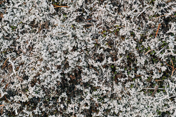Abstract gray moss forest background. Natural pattern