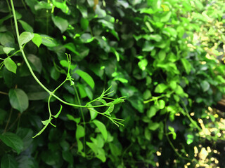 Green leaves in a green background