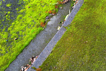 苔むした歩道と道路