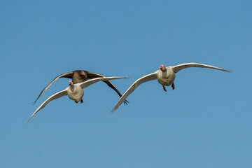 Flying Graylag Goose Anser anser Costa Ballena Cadiz