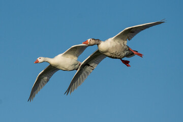 Flying Graylag Goose Anser anser Costa Ballena Cadiz