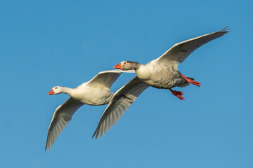 Flying Graylag Goose Anser anser Costa Ballena Cadiz