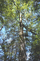 Large Tree in a South Florida Forest