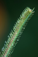 Dewdrops