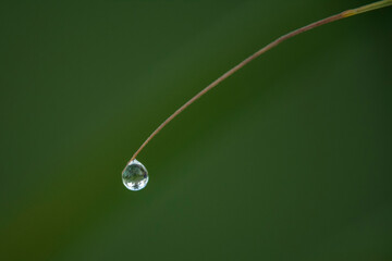 Dewdrops