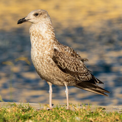 Lesser Black-backed Gull Larus fuscus Costa Ballena Cadiz