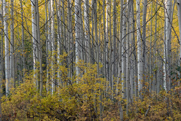 Packed aspen forest in the Wasatch mountains of utah