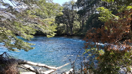 lake in the forest