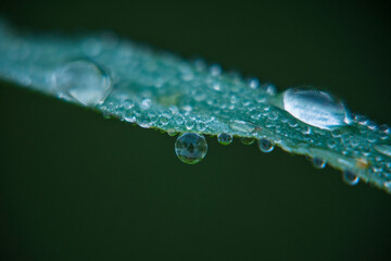 Dewdrops