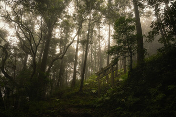 朝もやの中の鳥居