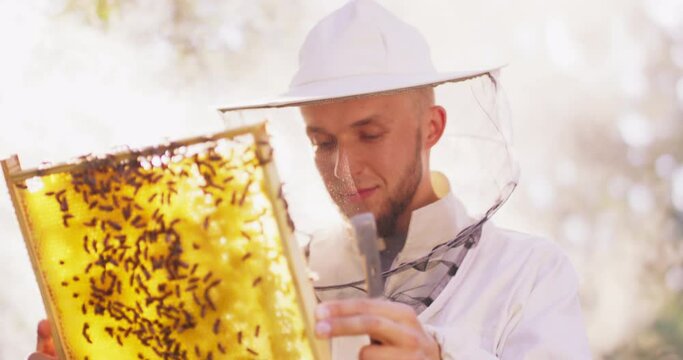 Young male bearded beekeeper in white protective suit, with a bee hive tool in hand, inspects a beehive frame with a lot of roaming bees, and honeycombs with wax and honey. Beehive frame is focused