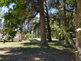 trees in the park