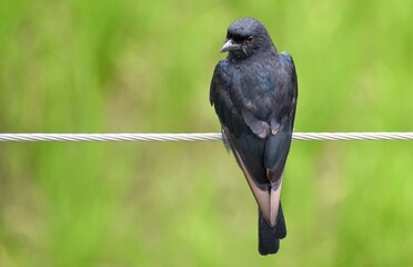 Drongo Clicked in Zirakhpur, Punjab