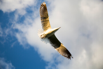 A freeze frame of silver gull flies the air. This species is common in Australia. They live...