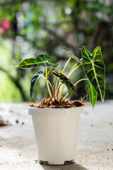 Alocasia sanderiana Bull in white pot with morning light.